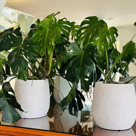 维拉卢斯公寓式酒店