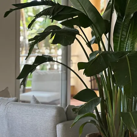 维拉卢斯公寓式酒店 4* Luz