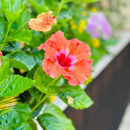 Aparthotel Aparthotel Vila Luz Luz