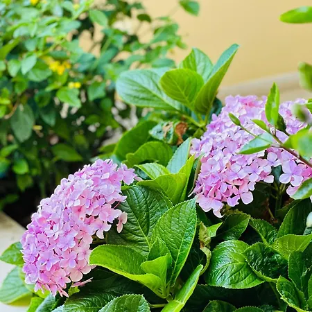 Aparthotel Vila Luz 4* Luz